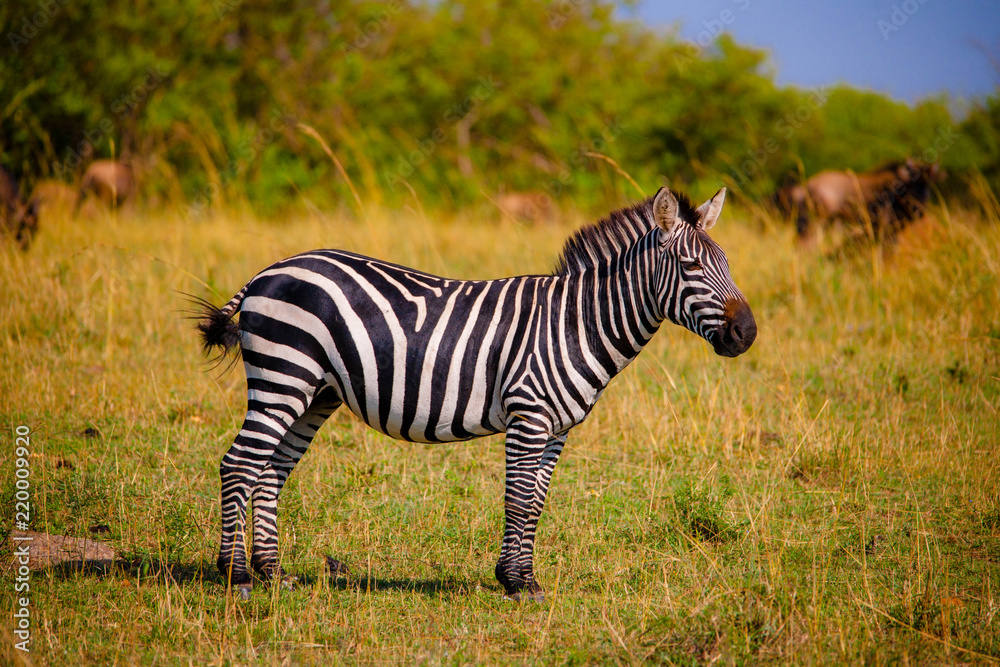 Naklejka premium A big herd of zebras in Africa