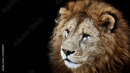 Portrait of a beautiful lion on a black background © Savory