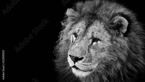 Portrait of a beautiful lion on a black background