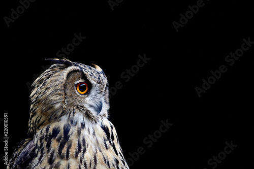 Portrait of an owl on a black background
