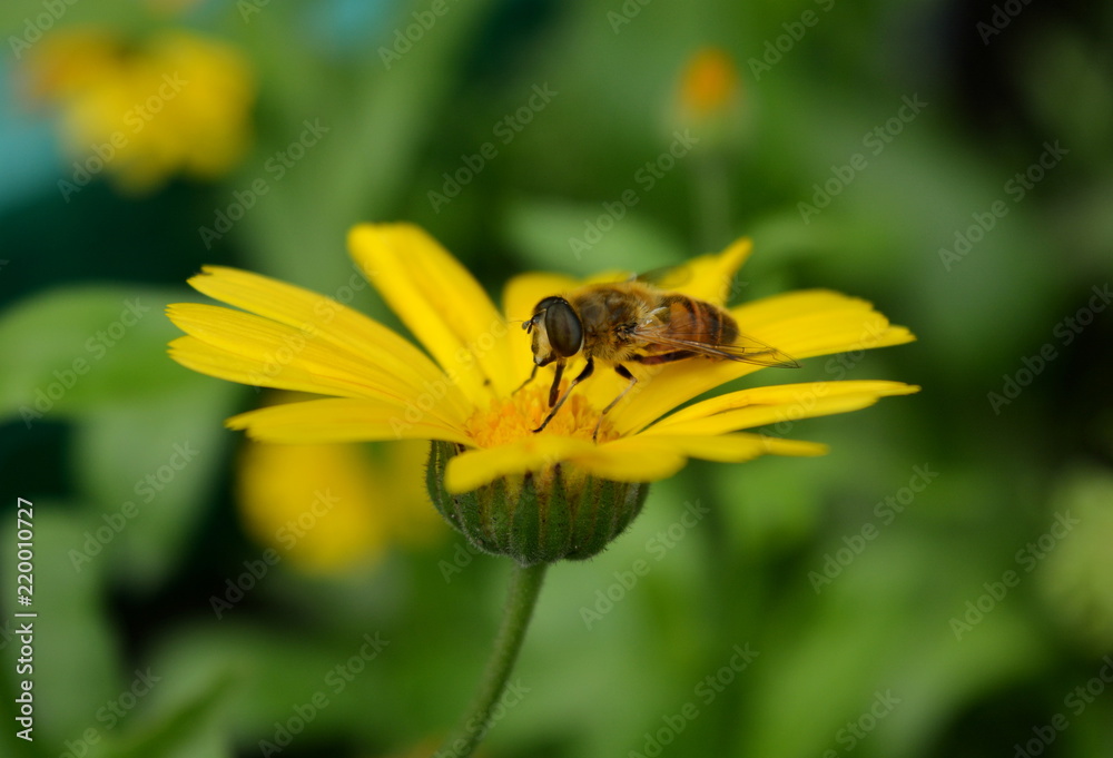 Yellow flower with a fly close-up on a blurred green background Yellow flower with a fly close-up on a blurred green background
