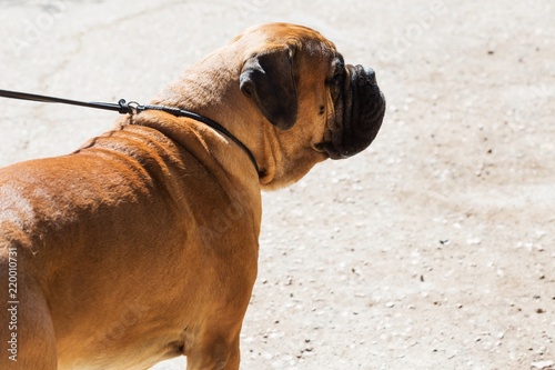 Dog on a Leash