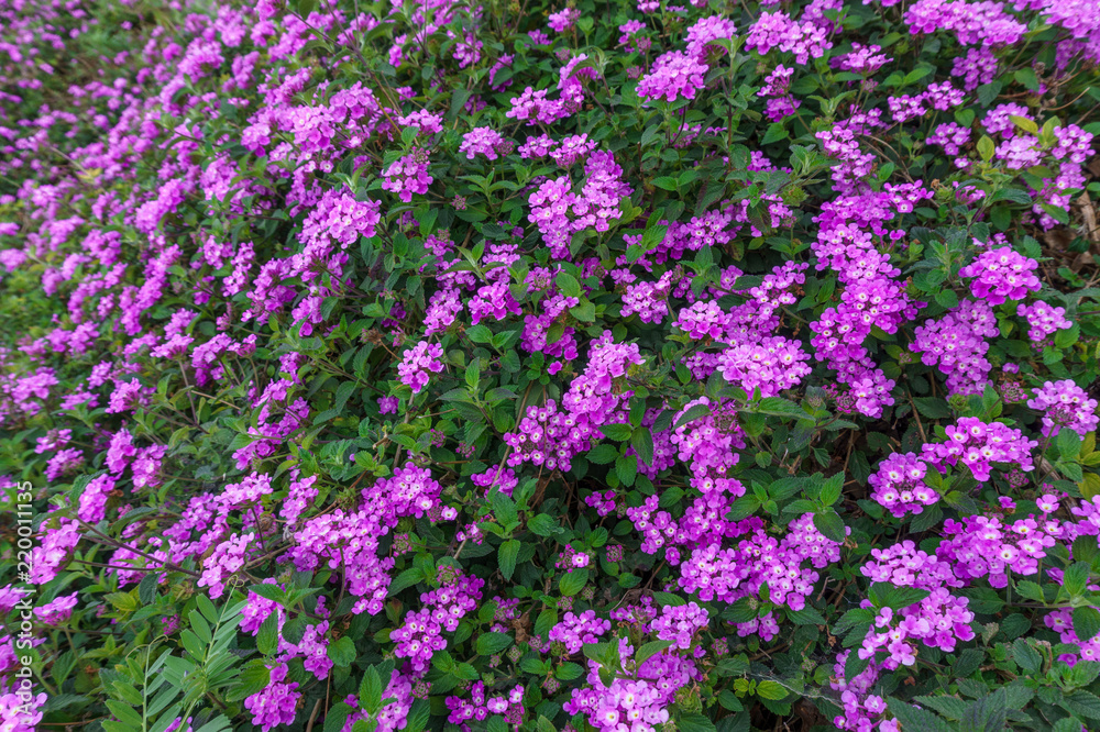 Beautiful background of small purple colored flowers typical of the areas of the Mediterranean Sea
