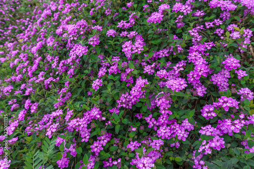 Beautiful background of small purple colored flowers typical of the areas of the Mediterranean Sea © Tatiana Lukina