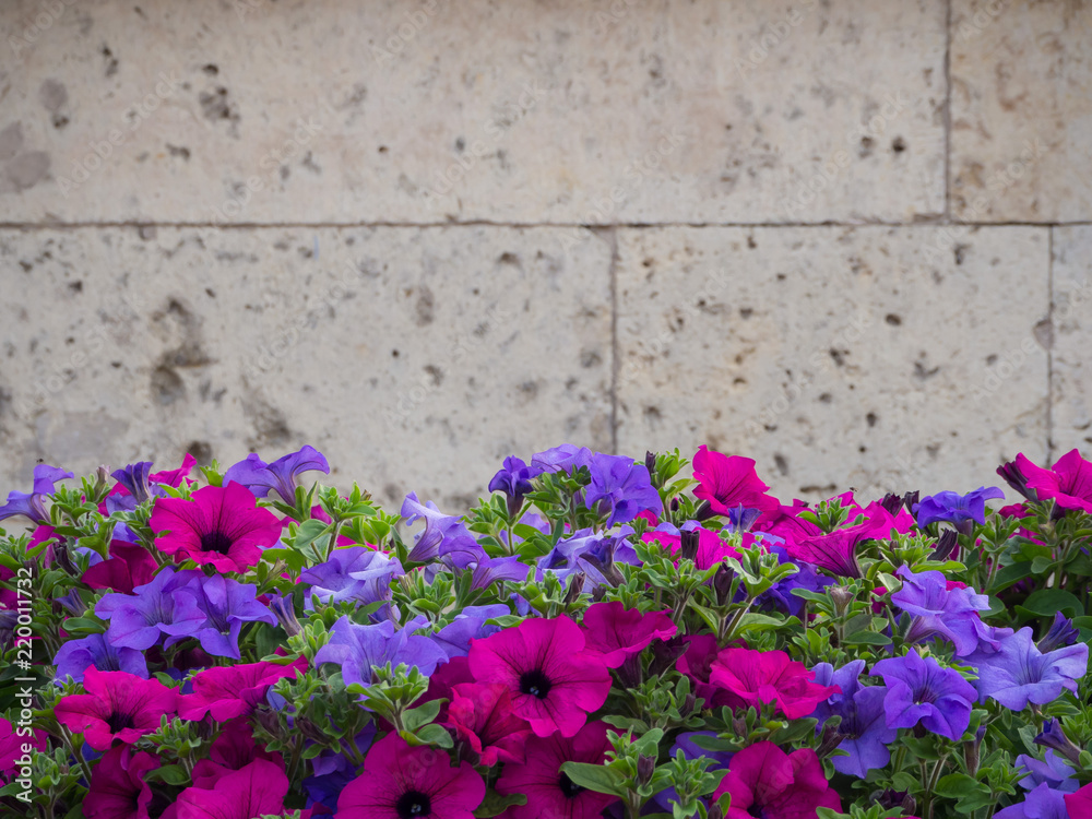 Background with flowers and wall. Background with flowers and wall.