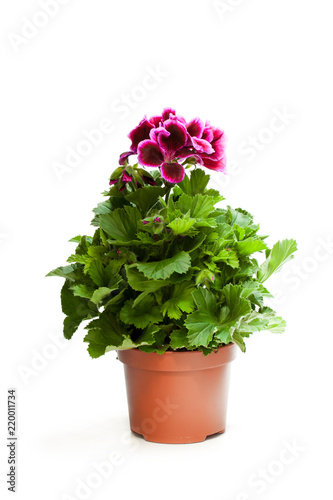Colorful  Pelargonium flower in flowerpot isolated on white