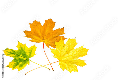 Three autumn maple leaves on a white background