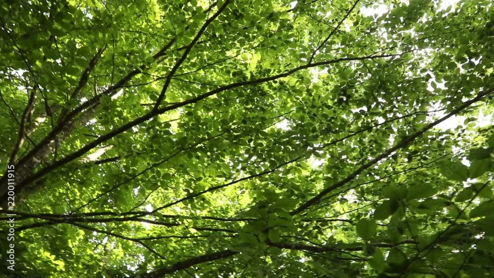 Movement under the beech crown. Slow motion. Movement under the beech crown. Slow motion.
