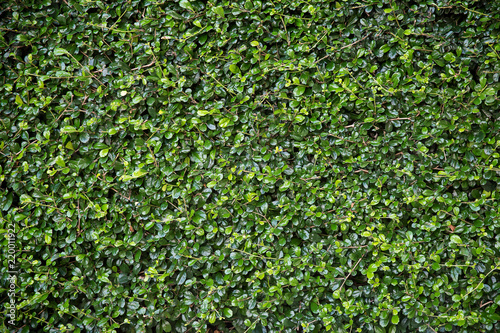 herb wall, plant wall, natural green wallpaper and background. nature wall. © kanpisut