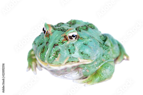 The samurai blue pacman frog isolated on white photo