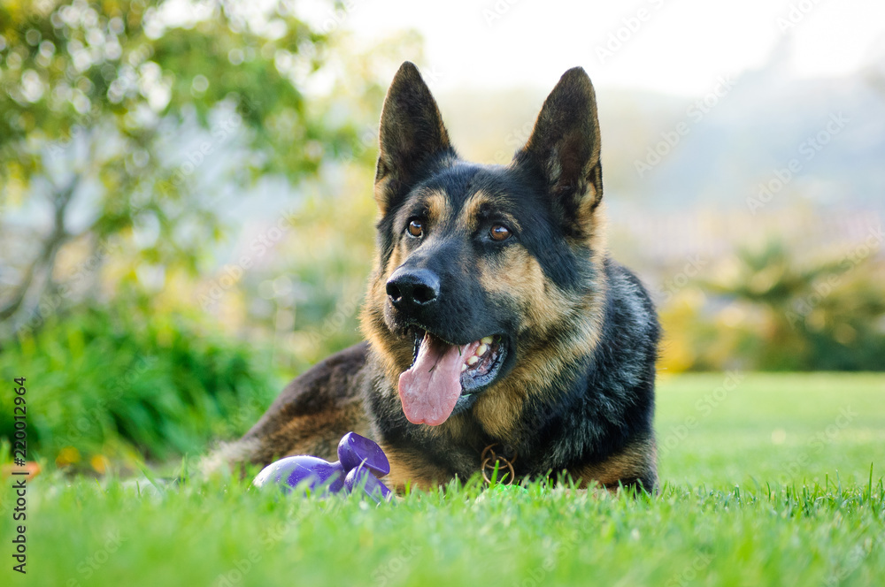 German Shepherd dog outdoor portrait lying down in grass with toy