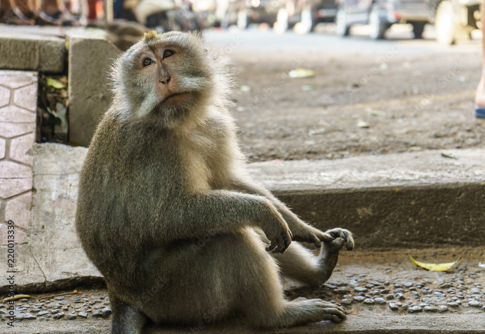 Naklejka premium Adult monkey sits in the forest. Monkey forest, Ubud, Bali, Indonesia