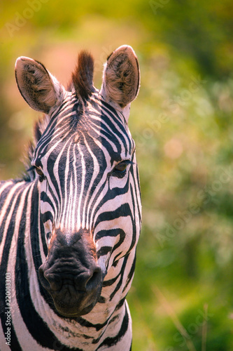 A big herd of zebras in Africa