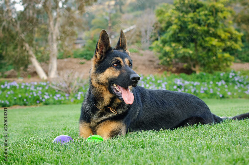 German Shepherd dog outdoor portrait lying down in grass with balls German Shepherd dog outdoor portrait lying down in grass with balls