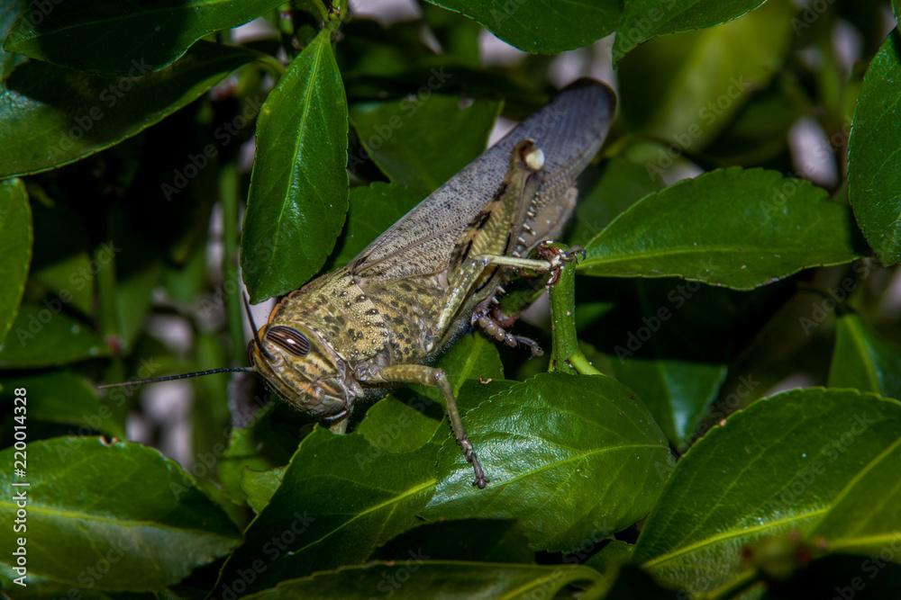 Close up front view of yellow grasshopper surrounded with light green leaves.Macro. Close up front view of yellow grasshopper surrounded with light green leaves.Macro.