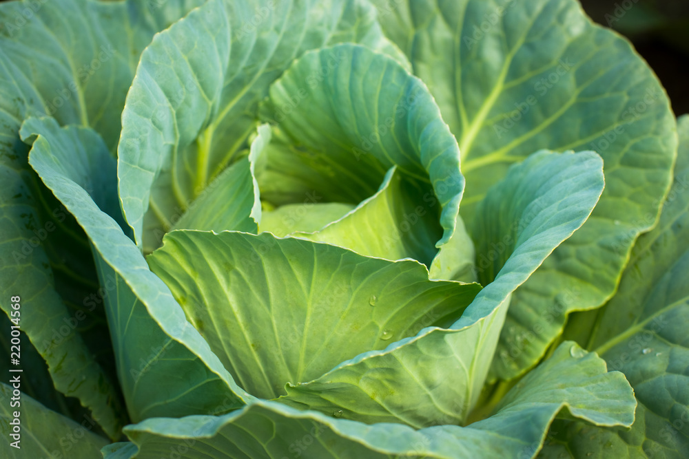 Young Green Cabbage With Leaves Growing In Vegetable Garden In Summer Close Up. Young Green Cabbage With Leaves Growing In Vegetable Garden In Summer Close Up.