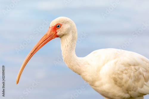 Close up of wild American White Ibis (Eudocimus albus) near the water's edge in central Florida. Its diet consists primarily of small aquatic prey, such as insects and small fishes.