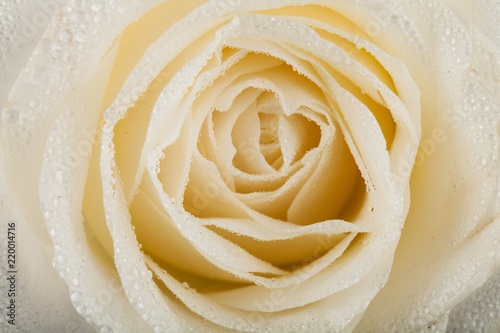 White Rose Head with Dew - Close Up