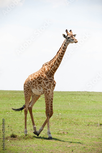 Beautiful shots of giraffes in Africa