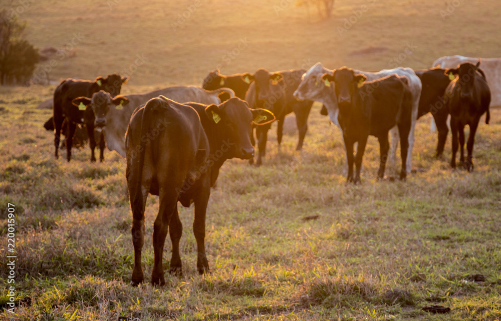 Shot taken in the morning in a rural area of São Paulo. Displaying grass fed beef cattle with tags on their ears at sunrise. Shot taken in the morning in a rural area of São Paulo. Displaying grass fed beef cattle with tags on their ears at sunrise.