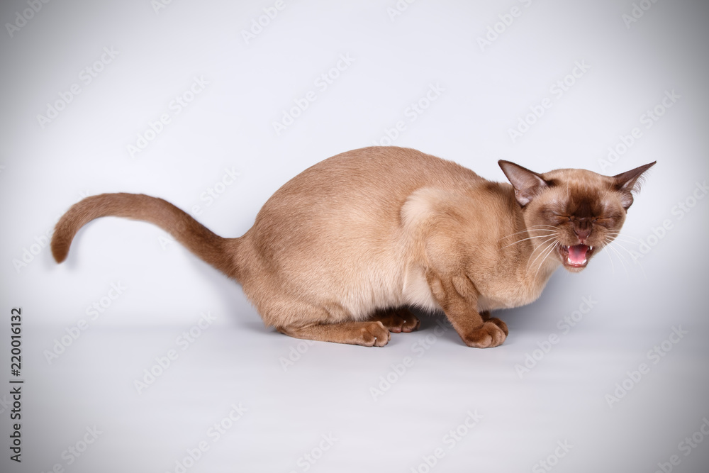 Burmese cat on colored backgrounds Burmese cat on colored backgrounds