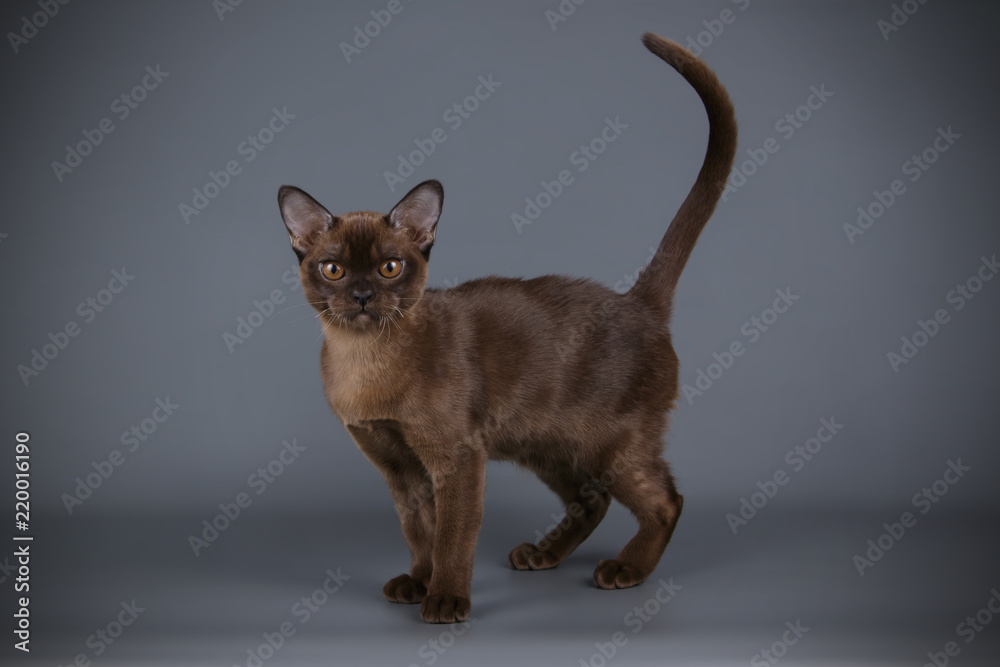 Burmese cat on colored backgrounds