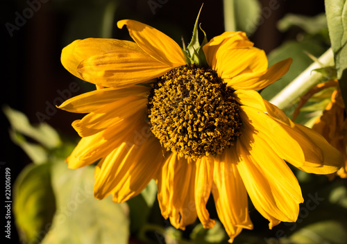 Single pollen laden yellow sunflower blossom set against black background  allergy season