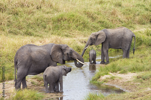 Canvas Print Herd of wild elephants drinking water in Africa