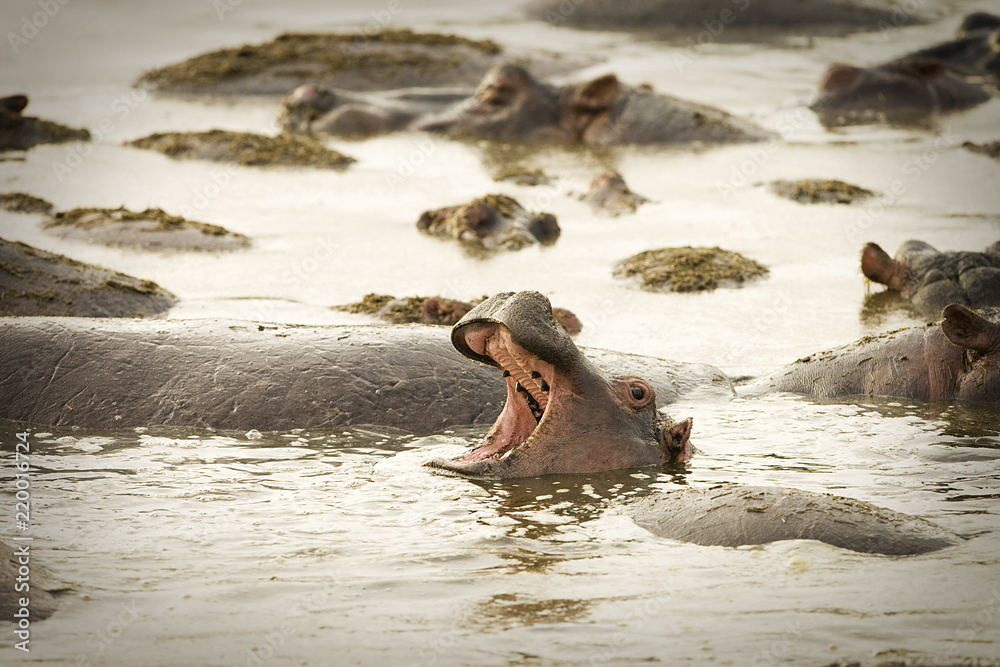 Wild hippo opening mouth wide in water Wild hippo opening mouth wide in water