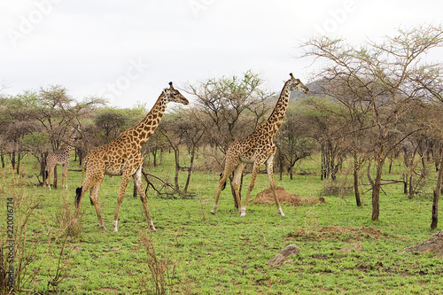 Wild giraffes in East Africa