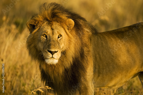 A majestic, wild lion stands in Africa during the golden hour