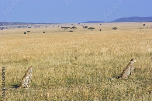 Two cheetahs hunting in Afrian savanna