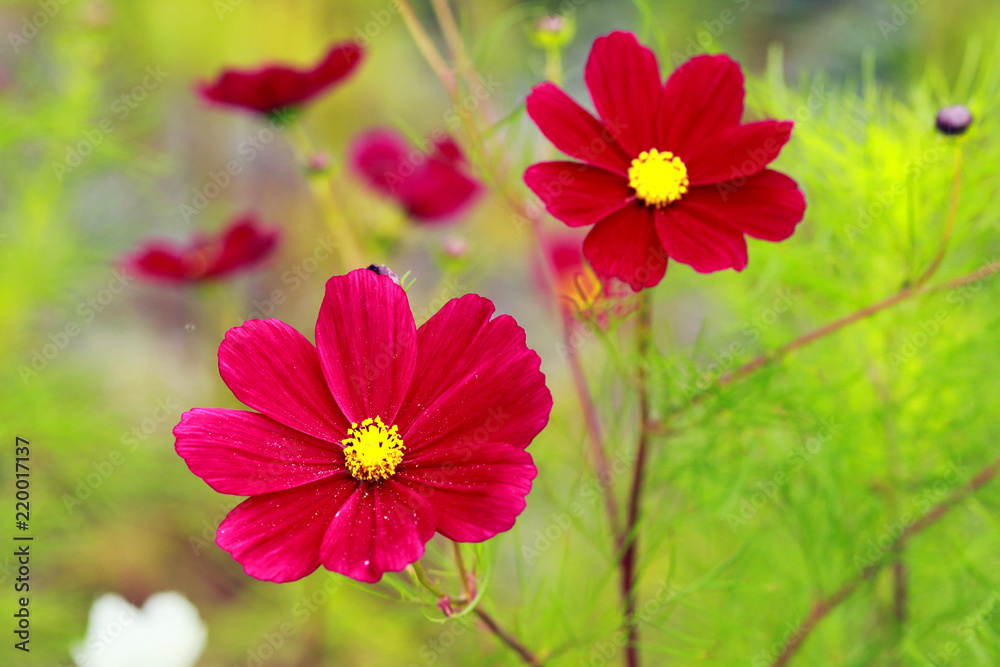 秋桜 コスモス の花 アップ 赤のコスモスの写真 Stock Photo Adobe Stock