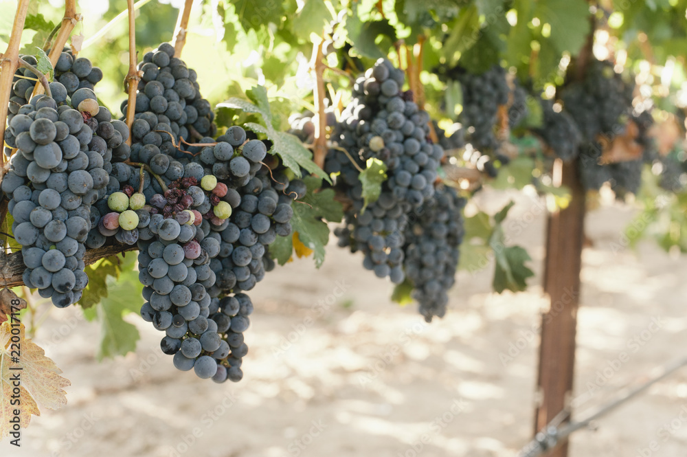 Red wine grapes hand on a grapevine in a vineyard