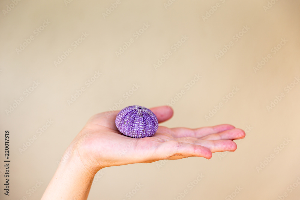 Women holding an urchin in her hand with isolated background. Shell of Sea Urchin or urchin. Women holding an urchin in her hand with isolated background. Shell of Sea Urchin or urchin.