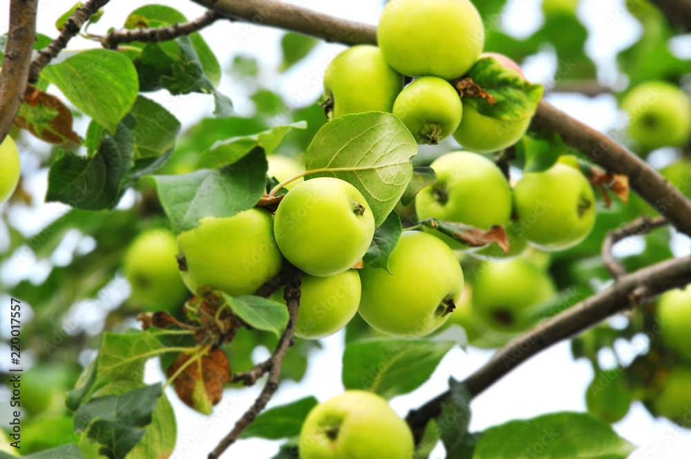 Green apple on branch