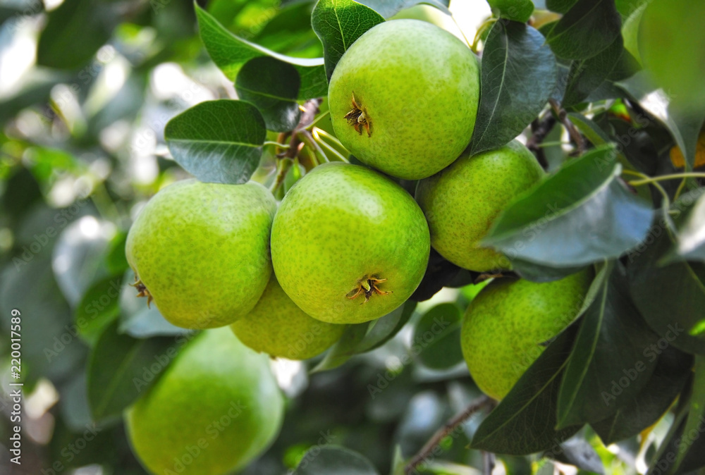 Ripe pear on the branch