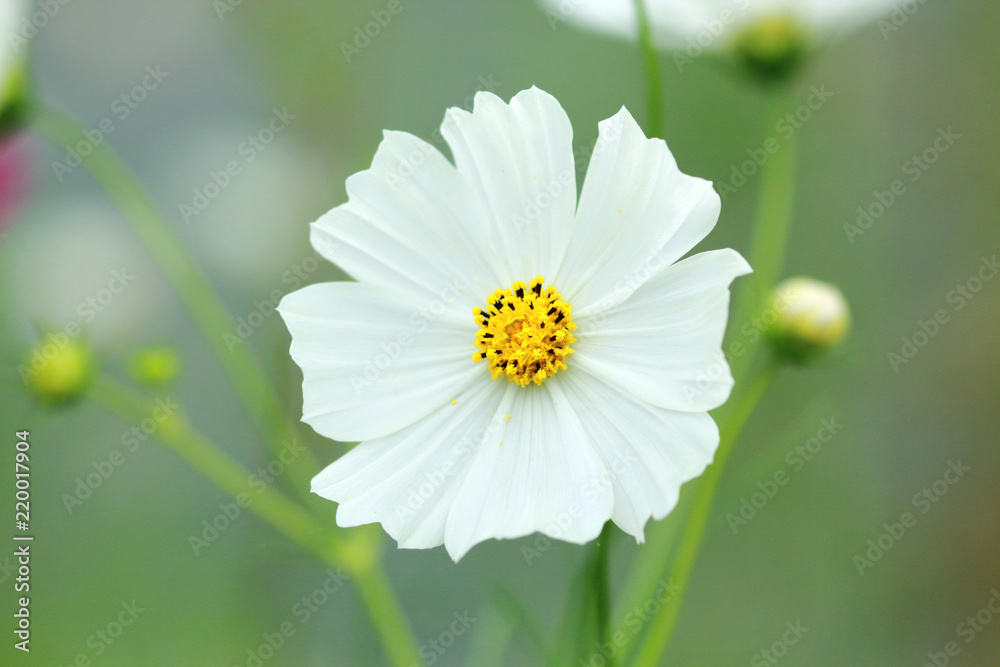 一輪の秋桜 コスモス の花 アップ 白のコスモスの写真 Stock Photo Adobe Stock