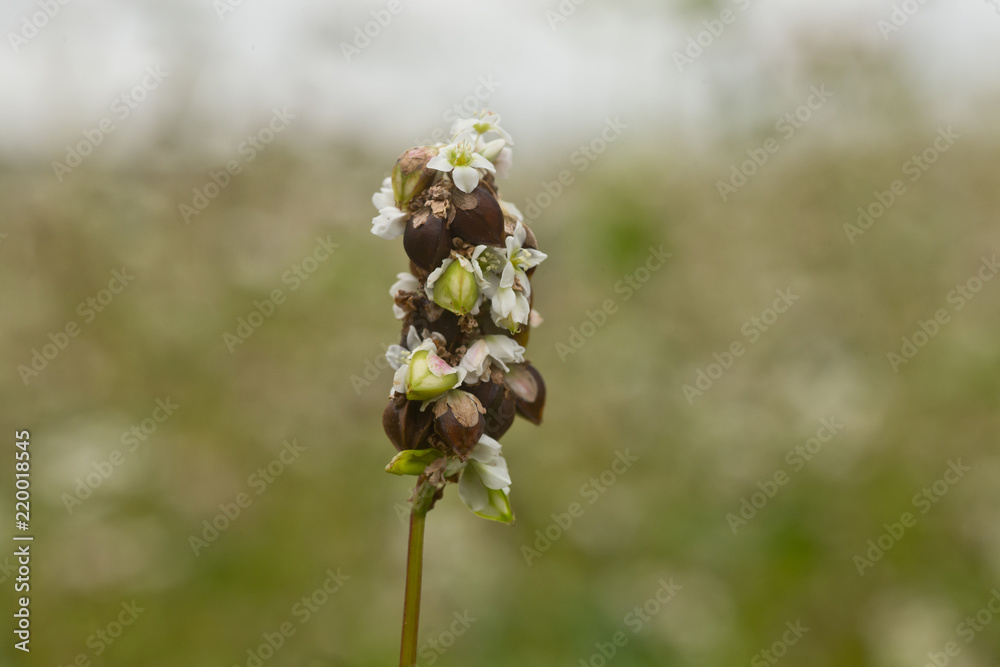 Green and ripe nuts buckwheat on the stalk. Buckwheat, Fagopyrum esculentum, Japanese buckwheat and silverhull buckwheat blooming on the field. Close-up flowers of buckwheat Green and ripe nuts buckwheat on the stalk. Buckwheat, Fagopyrum esculentum, Japanese buckwheat and silverhull buckwheat blooming on the field. Close-up flowers of buckwheat