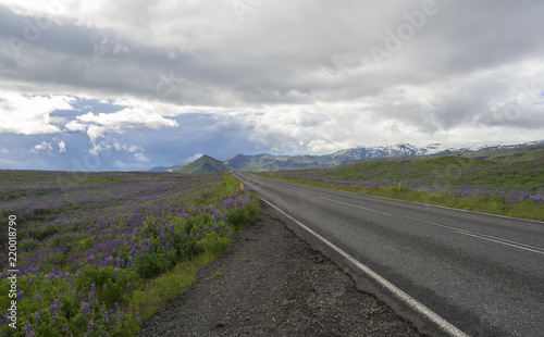 asphalt road through valley in empty rural northern landscape with green grass and hills, colorful steep mountains,pink lupine flowers and dramatic sky, Iceland western fjord
