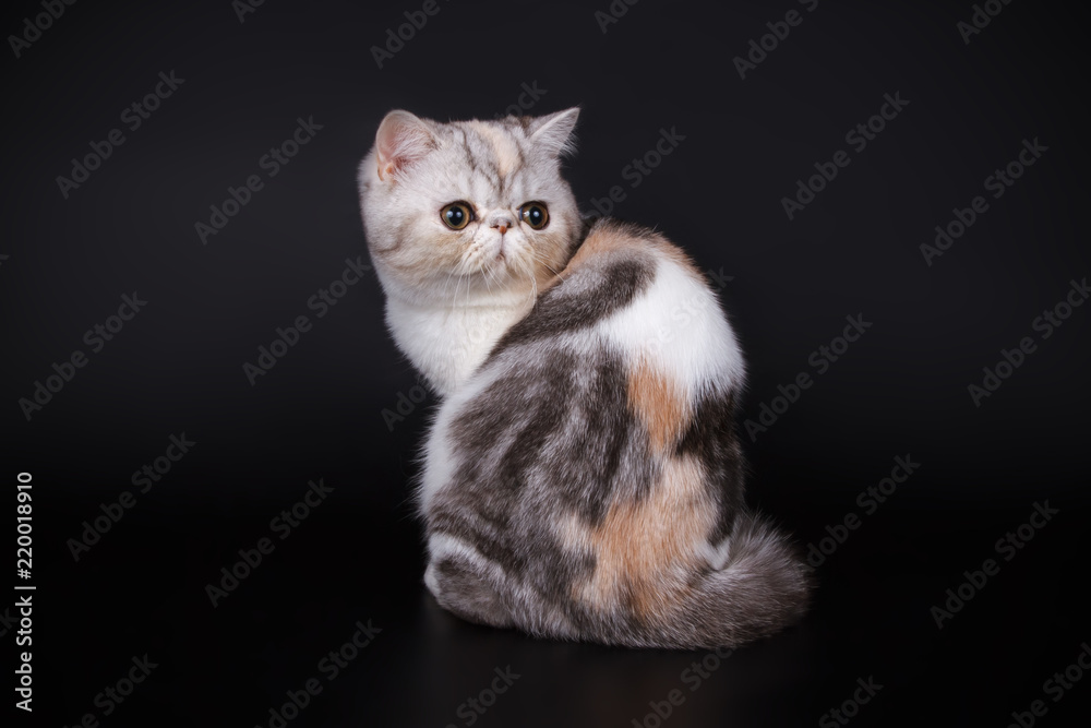 Exotic cat on colored backgrounds