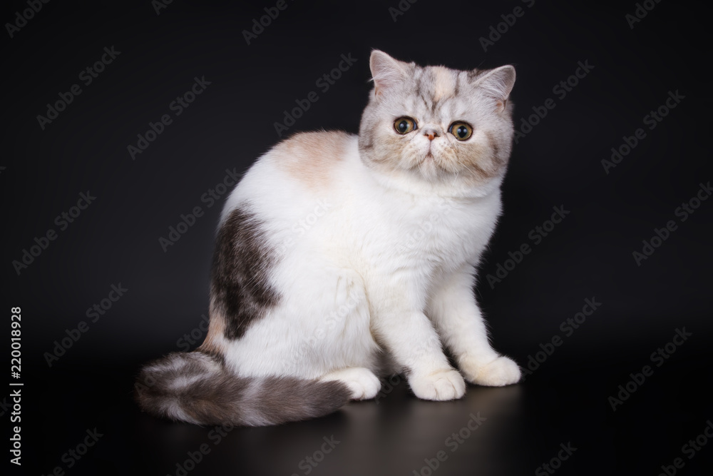 Exotic cat on colored backgrounds