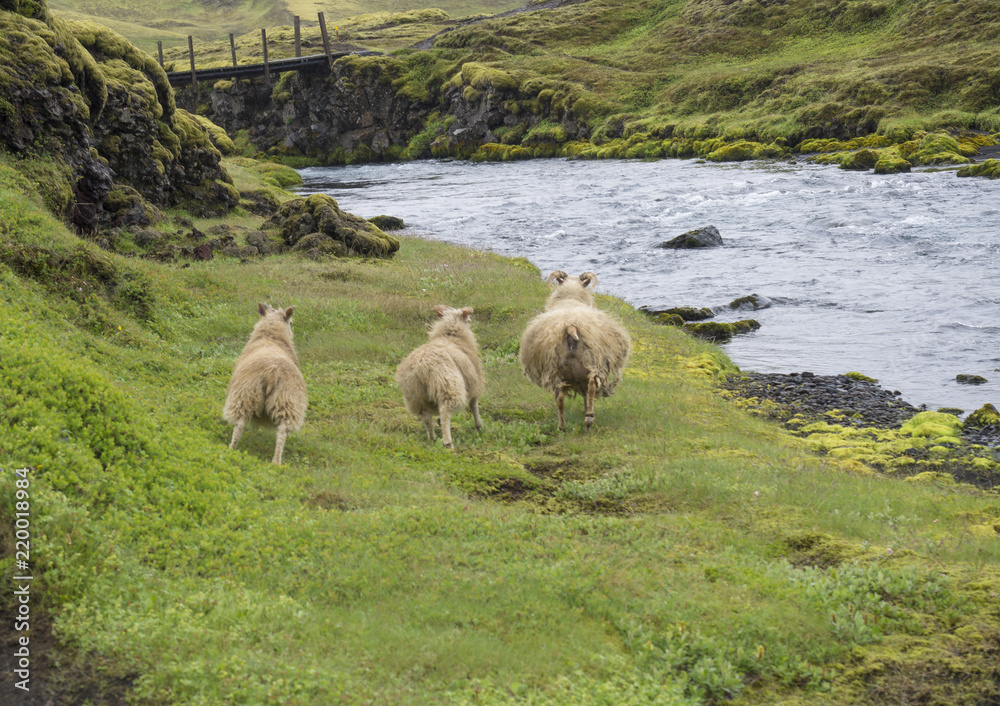 Naklejka premium group of three icelandic sheep, mother and lamb running away on bank of wild river stream, footbridge grass and moss meadow, Iceland