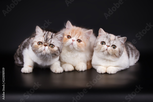 Принти на полотні Exotic cat on colored backgrounds