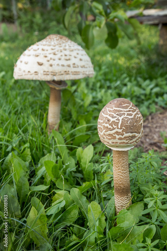 A pair of Parasol Mushrooms (Macrolepiota procera or Lepiota procera) on a grassy glade