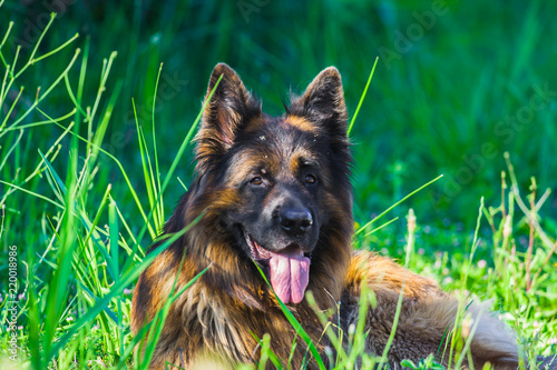 Portrait of a happy german shepherd dog in the grass, Valconca, Emilia Romagna, Italy photo