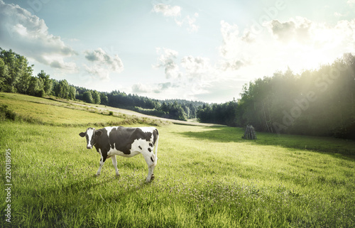 Print op canvas Cattle farming - cow ecological pasture on a meadow