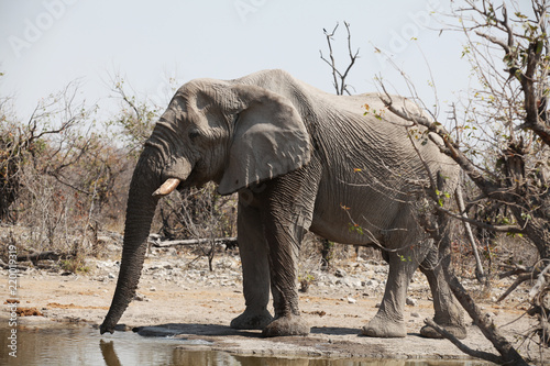 Thirsty Old Bull