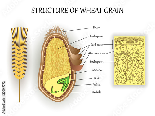 Structure of wheat seed grain, vector infographics layers of endosperm, bud, fetus, pedicel, hull anatomical poster formation. Biology and botany science banner, illustration. photo