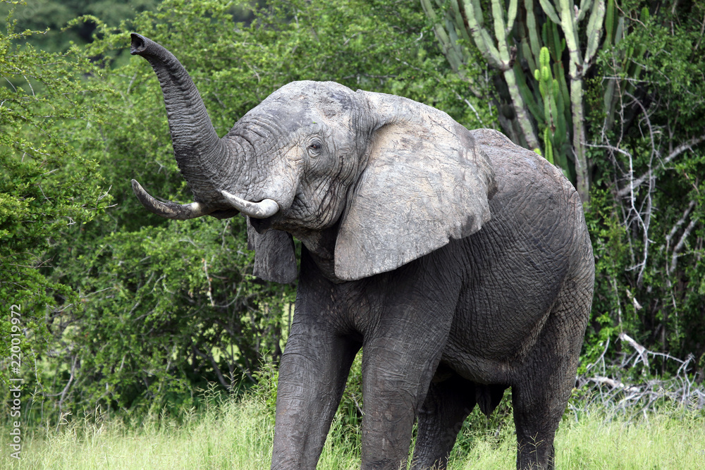 Fototapeta premium Elephant in Ruaha